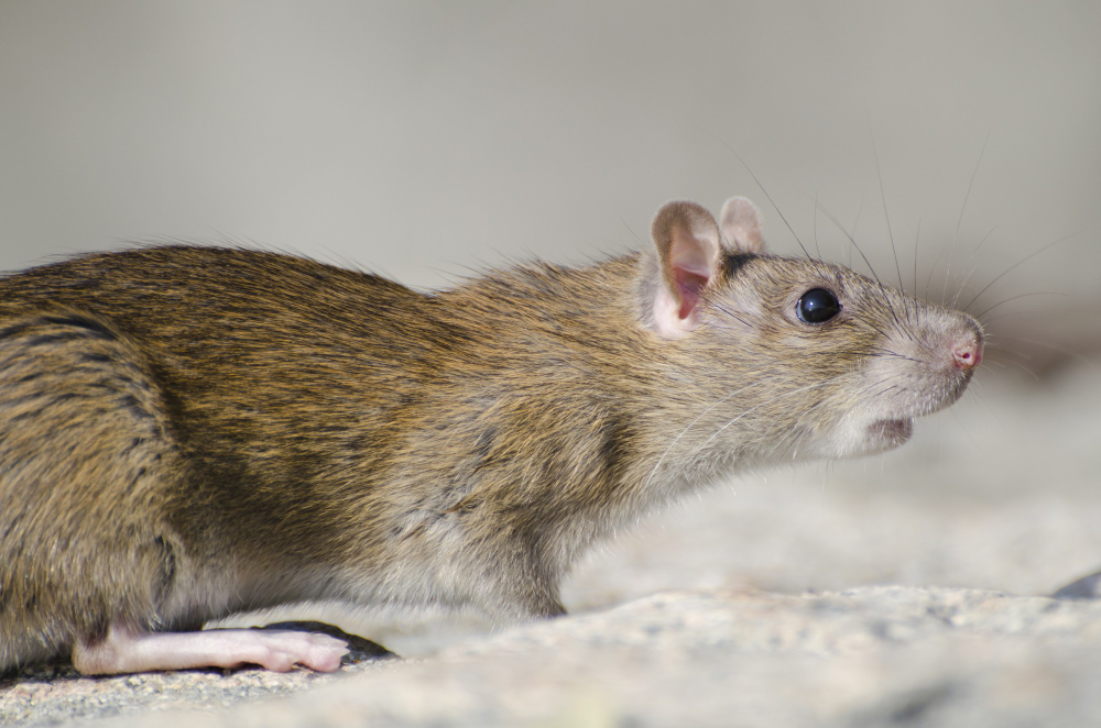 Consejos para eliminar roedores del hogar